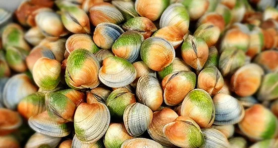 Southern Clams Ltd